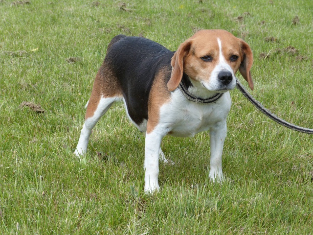 PAPRIKA - beagle 7 ans - Spa de Poitiers (86) 87732696rPaprika2