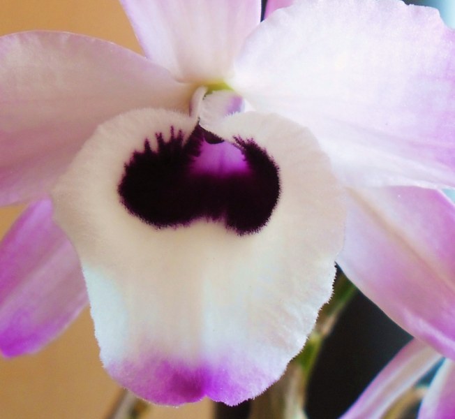 Dendrobium nobile 880412SAM1149800x600