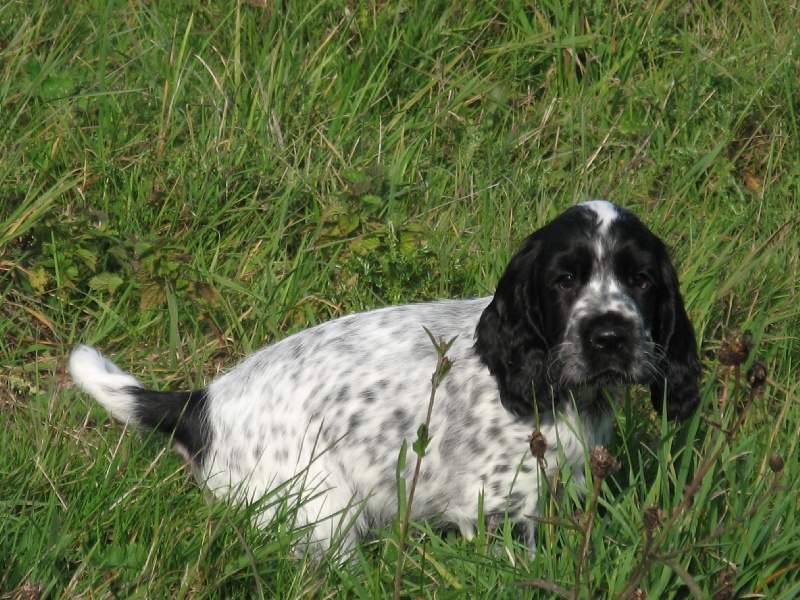 Chiot Cocker anglais 4 mois à adopter 881675fabulle