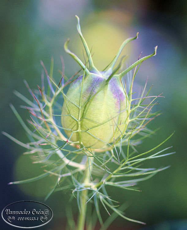 Les Fleurs de mon Jardin - Page 2 881677971