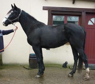 [PLACEE RENAUD] OCEANE La déesse noire qui se prend pour un irish cob 881821OCEANE5