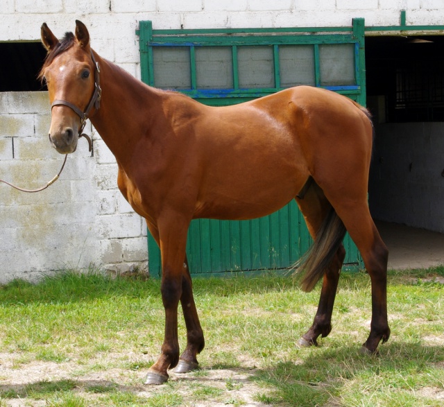 [PLACE ERIC]  ESTEBAN  Tendresse et zénitude au RDV... 882871esteban5