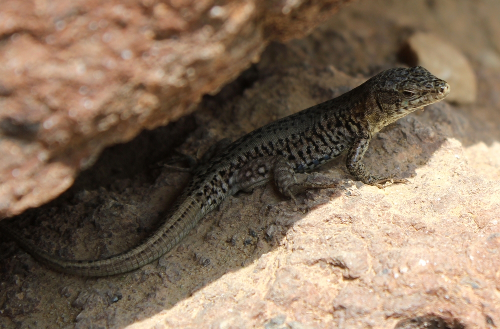 Des grenouilles, des lézards, des crocos... ce genre de choses... 883490podarcismuralis1r