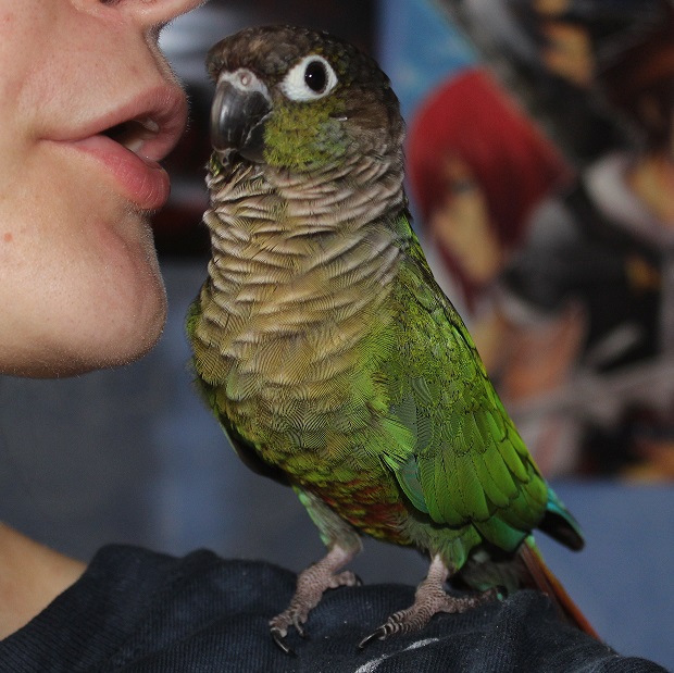 Helly, la crème des conures 886012IMG4363