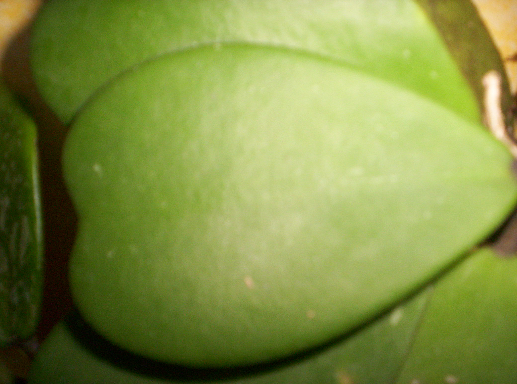 4 variétés de Hoya Kerii importés de thailande 8862331000756