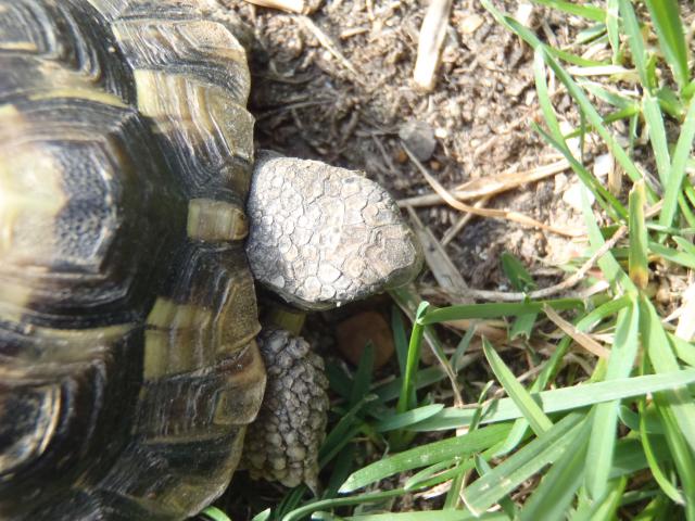 Identification tortue 886579P3160019