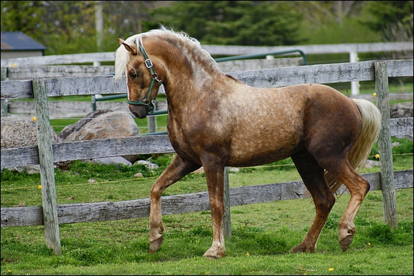 Bilbao. Welsh ( é ) 886774cheval8b