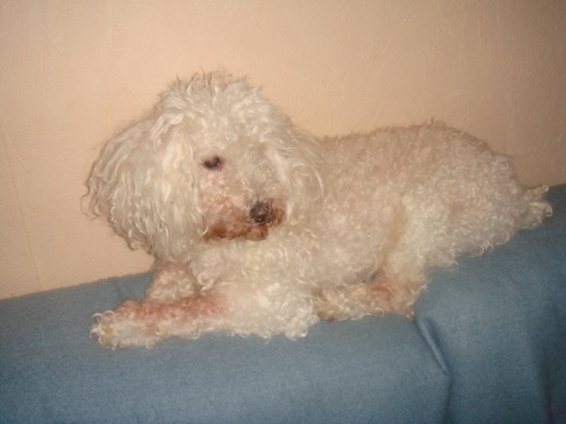 SKIPY CANICHE BLANC MALE 11 ANS - ADOPTE  - Page 2 887188DSC05311