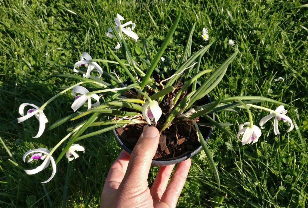 Leptotes bicolor 887232IMG2017041918204601