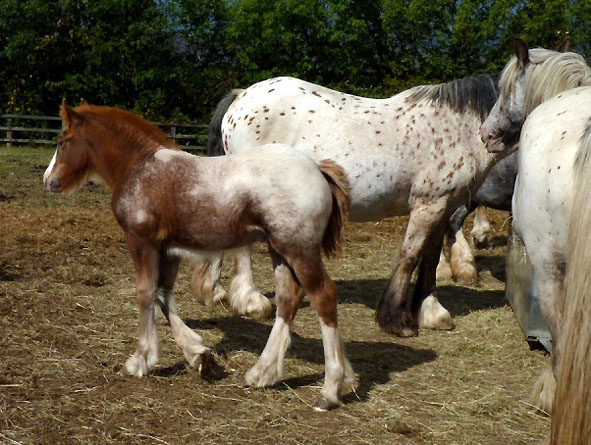 Mes gypsy cobs, tachus ou non 887738DD2