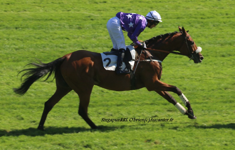 Photos Auteuil 24-09-2016 8890495J6A6946