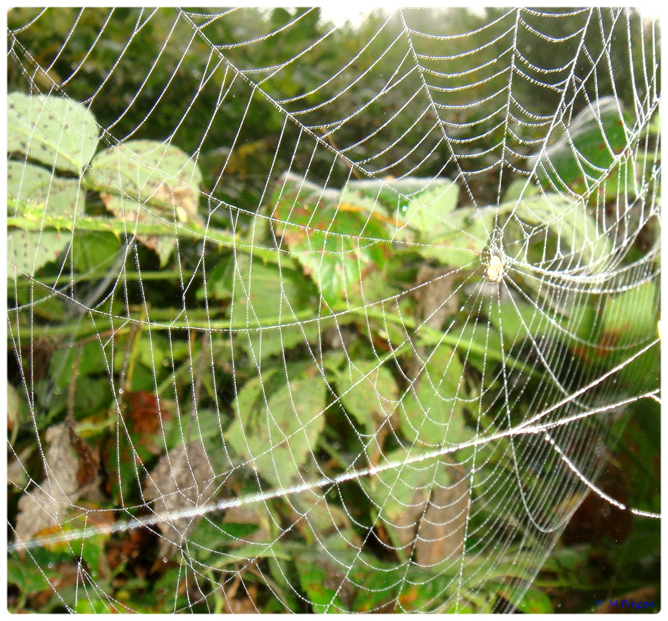 (FIL OUVERT à tous) vous aimez les araignées? - Page 5 890302DSC011285