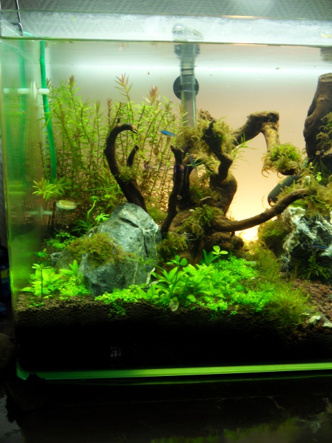 (60L) Essai d'aquascape - Page 3 8903692mois3