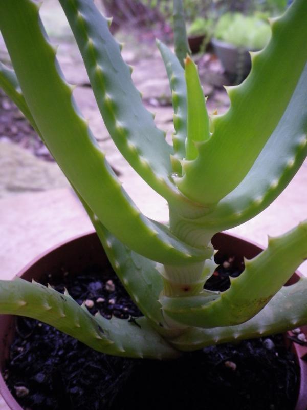 [Aloe arborescens] 891374AloeIMGP2082