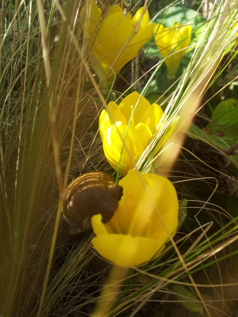 Sternbergia lutea, Crocus jaune d’automne, Vendangeuse 89197120160927165315