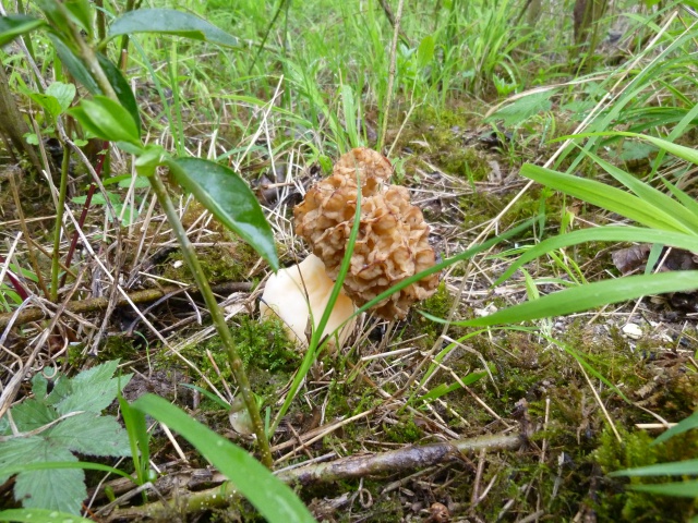 Les champignons , ( girolles , cèpes , morilles ) etc ...  - Page 40 892262P1010629