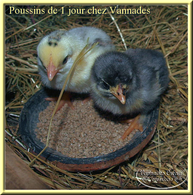 Mes Poulettes suite 1 893688655