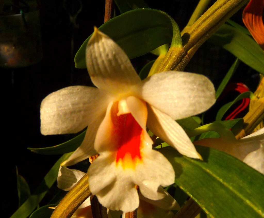  Dendrobium fuerstenbergianum 894545P1080046