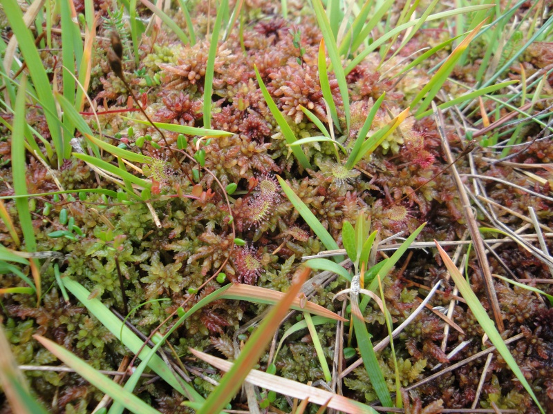 Quelques D. rotundifolia in situ en Norvège 895100DSC09642