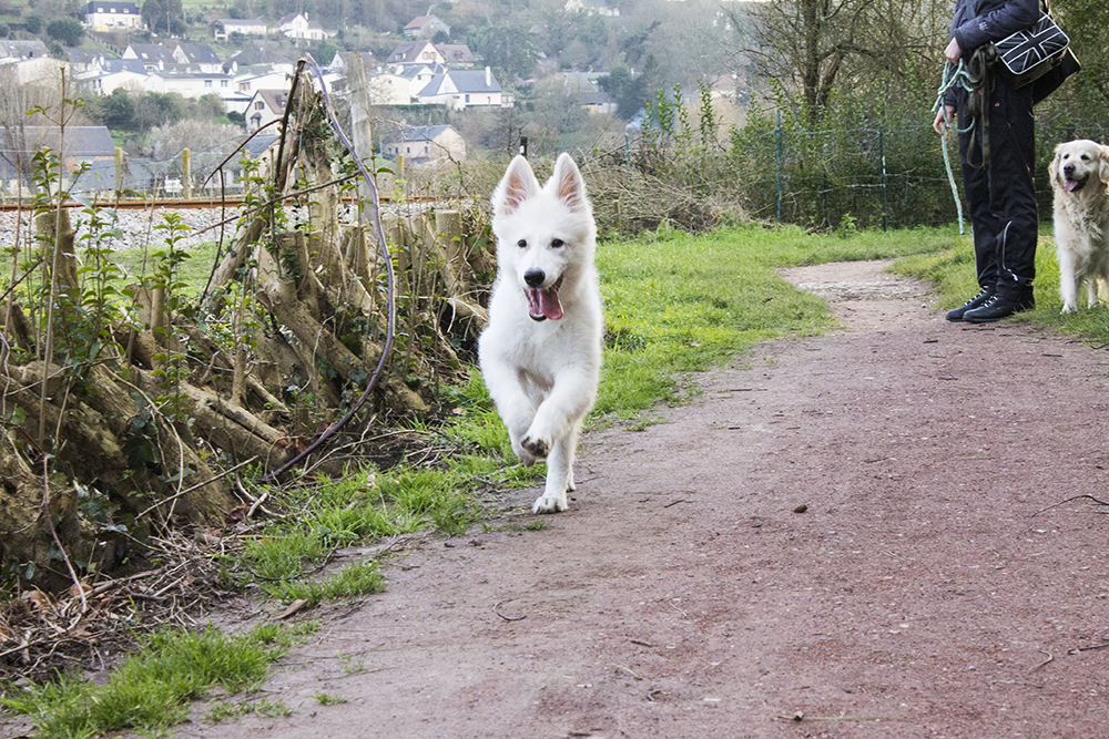 loup - Loki, le loup blanc mi viking mi suisse - Page 16 895737IMG3077