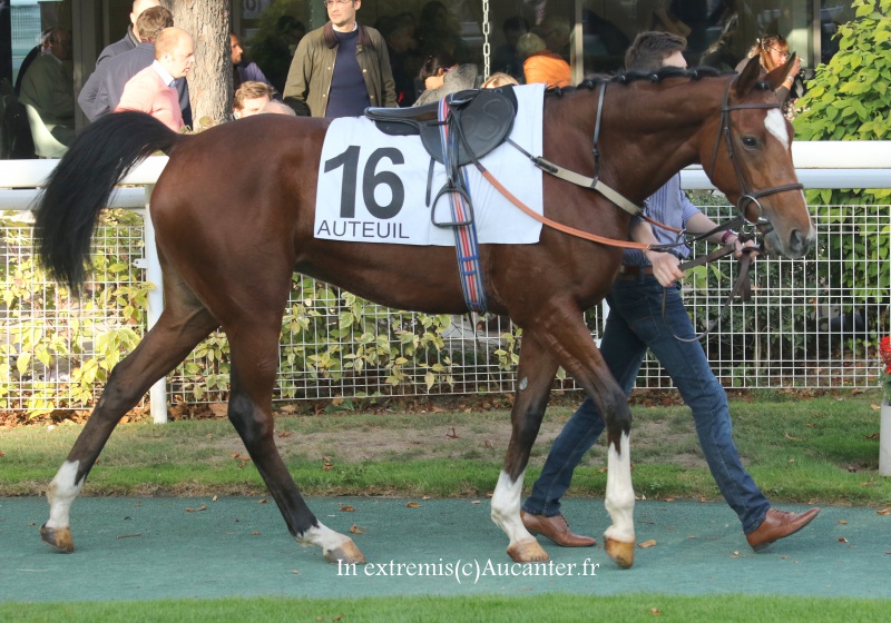 Photos Auteuil 9-10-2016 8977735J6A8078