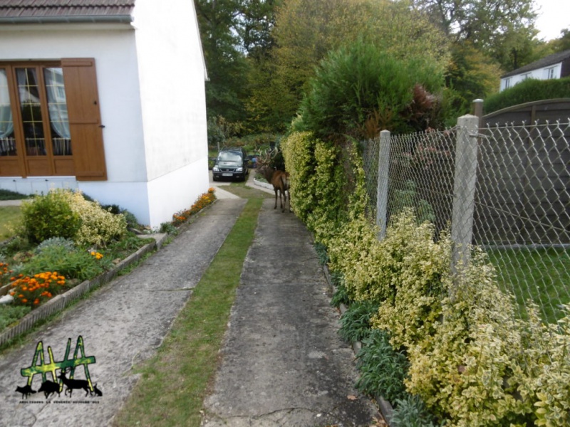 Un cerf abattu dans un jardin à La Croix Saint-Ouen ! 898207181