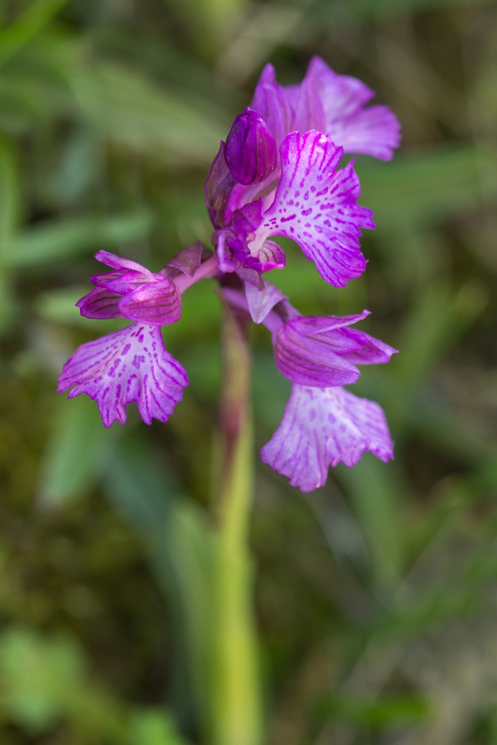 anacamptis papilionacea 8994554mai38