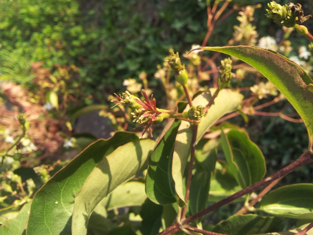 heptacodium jasminoïdes ou heptacodium miconoïdes 90064620160926191125