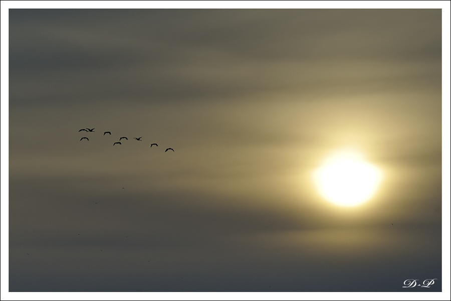 Les grues de Montier 901278201011201510jpg