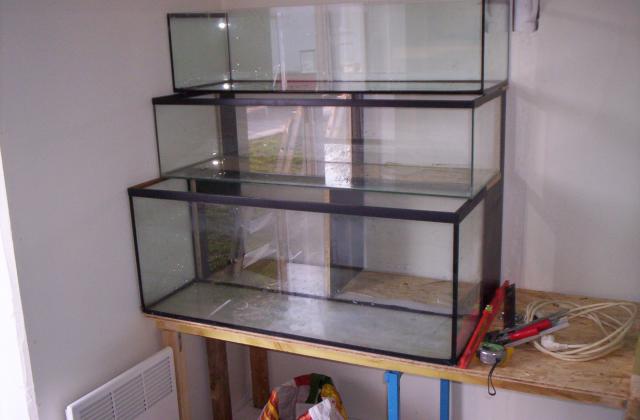 fishroom !!!! - Page 2 9019871001434