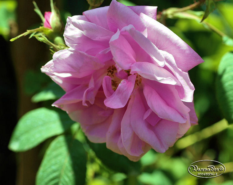 Les Fleurs de mon Jardin - Page 2 902247rosekalinca3