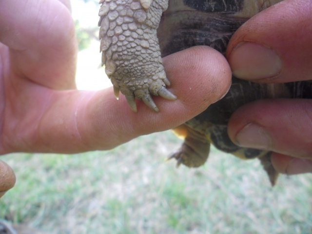 identification de mes 3 tortues 904404griffes