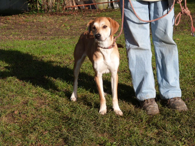 RICK - x labrador 3 ans - Spa de Poitiers (86) 905016011HRick1