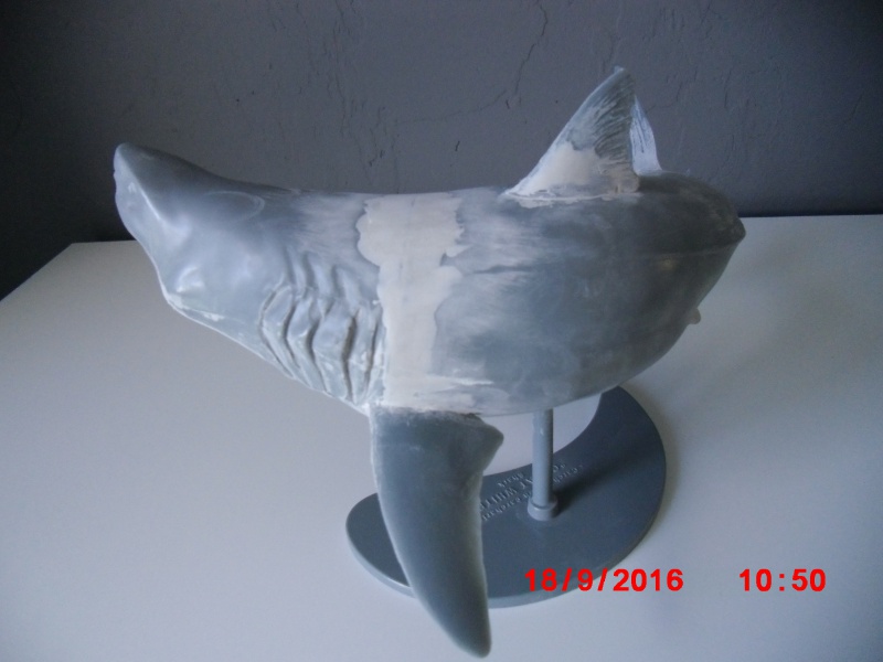 Carcharodon Carcharias  906131CIMG8345