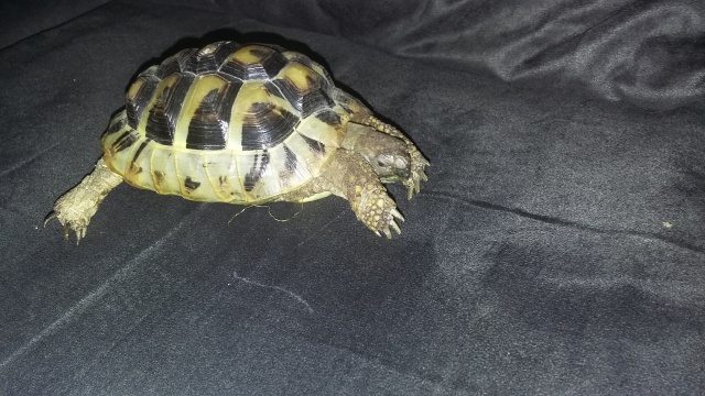 Identification tortue + aide si possible 906457505