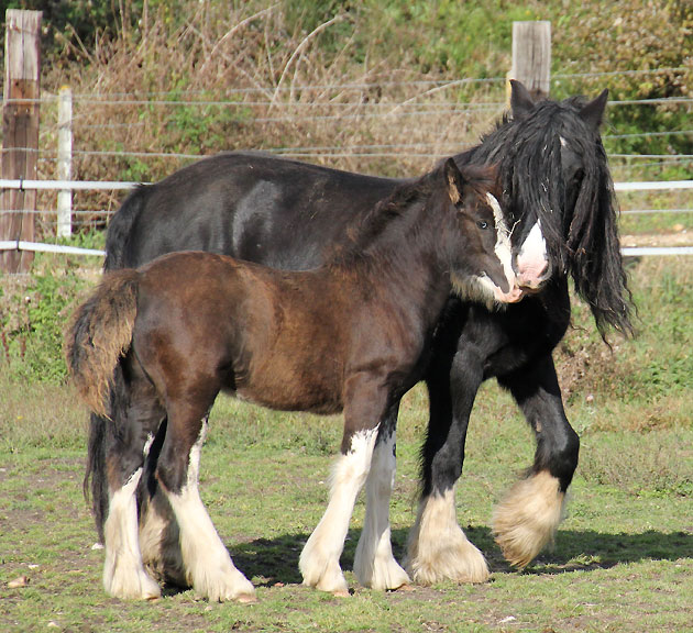 11 - 78 IC... Black Rose Tan (Gypsy Rose x Gwenog Tan) belles photos bas P3 - Page 2 907594Photo482