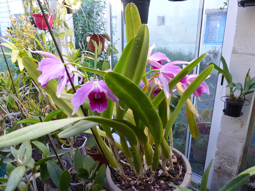 Cattleya Pacavia (purpurata x tenebrosa) 910664P1080983