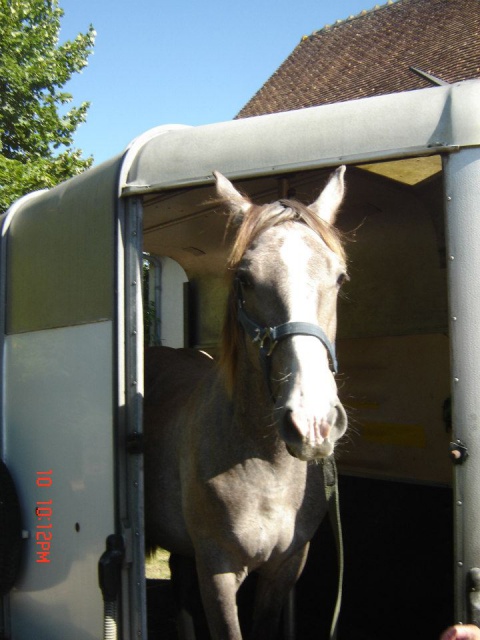 Dpt 15 - Baron - Croisé Selle Français/Camargue - Parti rejoindre les étoiles - Page 10 911497384673427439000630929897038535n