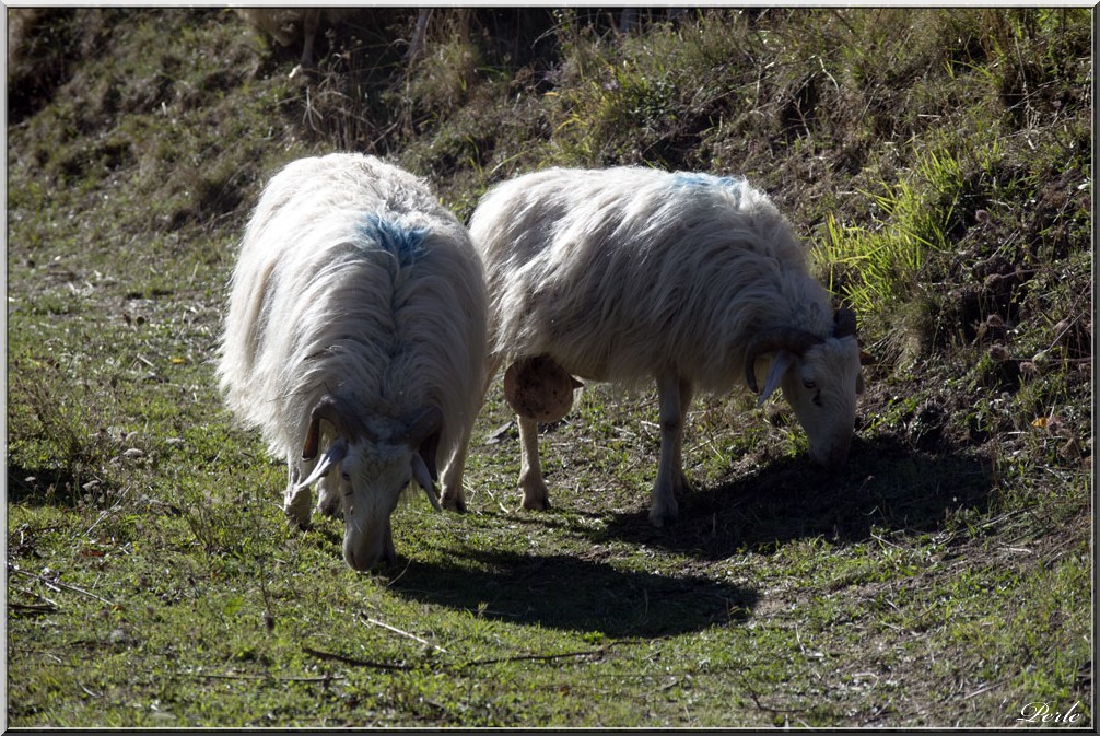 Vallée d'Aspe  912977aubise20