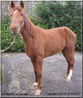 [PLACEE LOLIPOOPS] TEMPETE  Sauvez la très très vite ! 913018Tempetedemai1