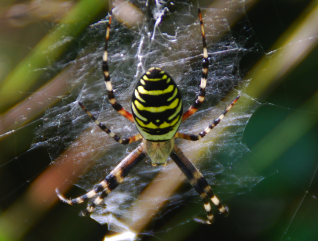 [Argiope bruennichi ] Araignée rayée jaune et noire 914562722