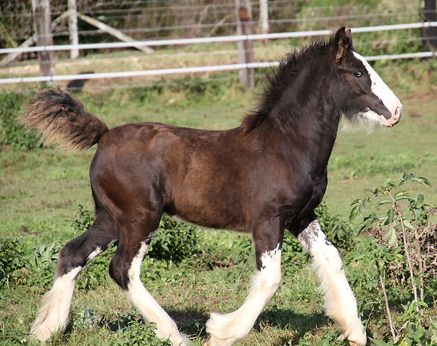 11 - 78 IC... Black Rose Tan (Gypsy Rose x Gwenog Tan) belles photos bas P3 - Page 2 914912Photo457