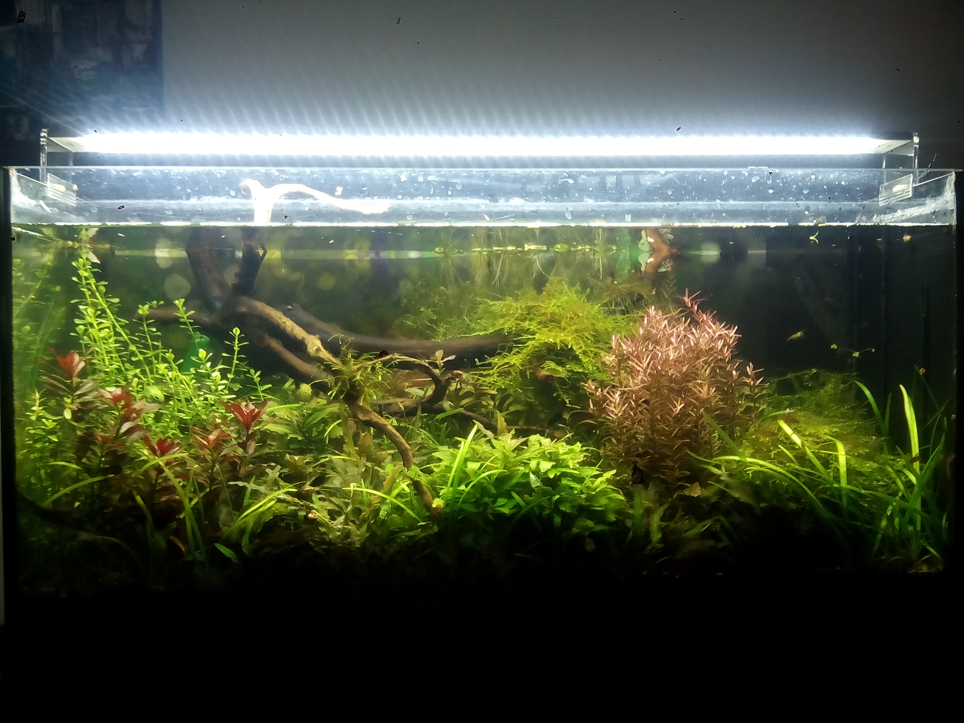 Chihiros A-Serie - 120cm -65w - Skaii and shrimps