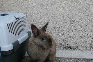 [Adoptée] [ABDN] Marzena lapine dans le 69 918192p1050318