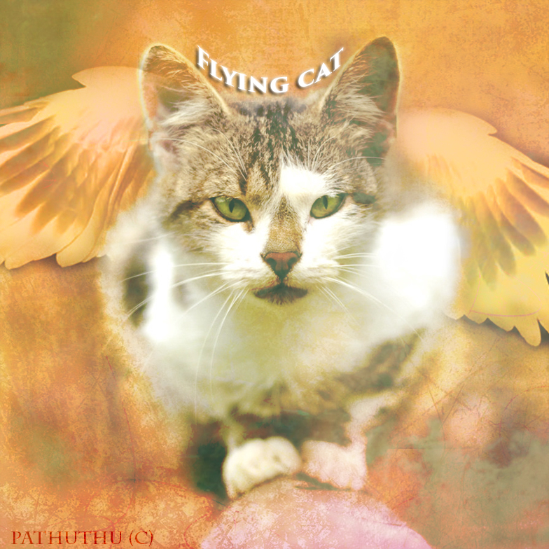 Patte Draconique 919288flyingcat