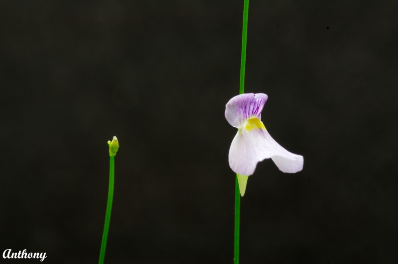 Les fleurs d'Utricularia 920361UtriculariaBlanchetii1