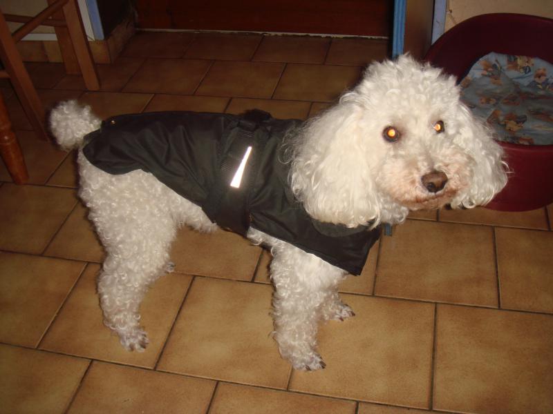 SKIPY CANICHE BLANC MALE 11 ANS - ADOPTE  920664DSC04824JPG