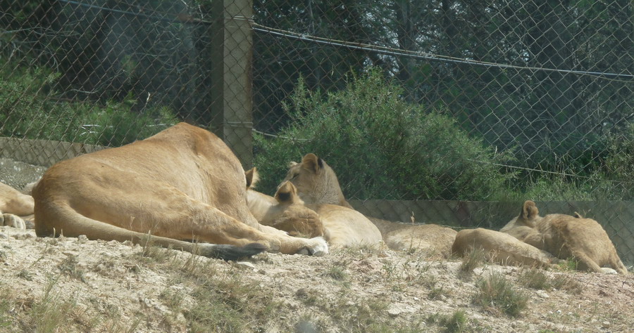 NARBONNE EN PASSANT PAR LA RESERVE AFRICAINE DE SIGEAN C" EST  DROLEMENT FUN - Page 3 922781P1180277