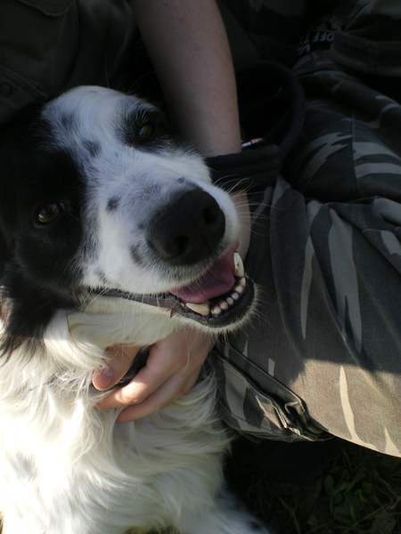 Salem, mâle croisé Border Collie né en 2006 - Refuge SPA de Poitiers (86) 924258Salem4