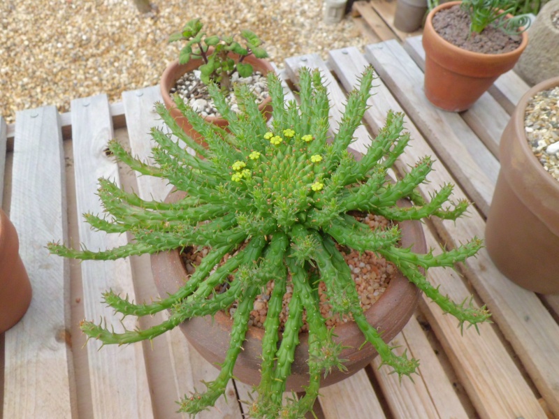 Euphorbia flanagani  925977CIMG4280